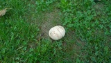 Calvatia cyathiformis f. fragilis image