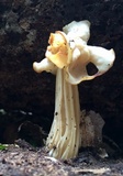 Helvella crispa image