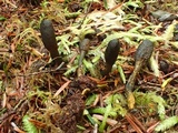 Tolypocladium ophioglossoides image