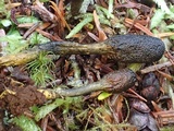 Tolypocladium ophioglossoides image