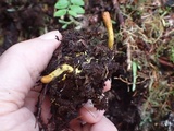 Tolypocladium ophioglossoides image