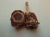 Tolypocladium ophioglossoides image
