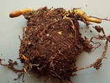 Tolypocladium ophioglossoides image