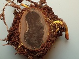 Elaphomyces granulatus image