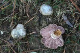 Lactarius paradoxus image