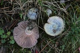 Lactarius paradoxus image