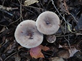 Lactarius mucidus var. mucidioides image