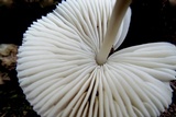 Mycena niveipes image