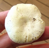 Cuphophyllus virgineus image