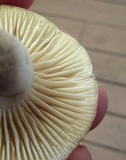 Cuphophyllus virgineus image