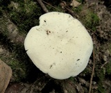 Cuphophyllus virgineus image