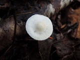 Tricholoma inamoenum image