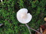 Tricholoma inamoenum image