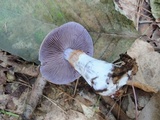 Cortinarius alboviolaceus image