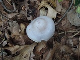 Cortinarius alboviolaceus image