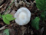 Cortinarius alboviolaceus image