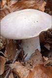 Lepista glaucocana image