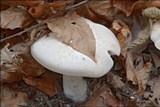 Lepista glaucocana image