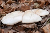 Lepista glaucocana image