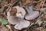 Lepista glaucocana image