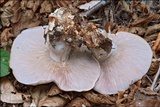 Lepista glaucocana image