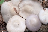 Lepista glaucocana image