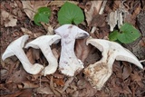 Lepista glaucocana image