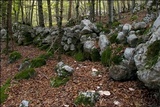 Lepista glaucocana image
