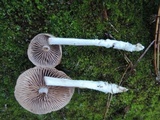 Gymnopus peronatus image