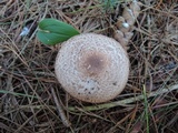 Agaricus silvaticus image