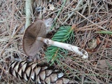 Agaricus silvaticus image