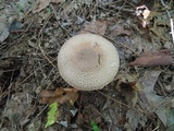 Agaricus silvaticus image