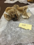 Clitocybula abundans image