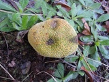 Scleroderma polyrhizum image