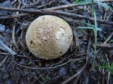Scleroderma polyrhizum image