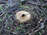 Scleroderma polyrhizum image