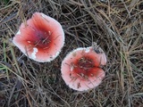 Russula silvicola image