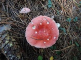 Russula silvicola image