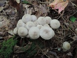 Mycena renati image