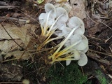 Mycena renati image