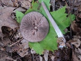 Entoloma violaceum image