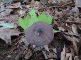 Entoloma violaceum image