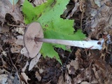 Entoloma violaceum image