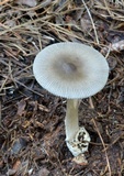 Amanita sect. Vaginatae image