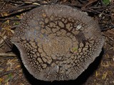 Amanita nothofagi image