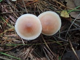 Mycena rosea image