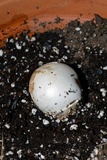 Amanita hygroscopica image