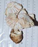 Amanita hygroscopica image