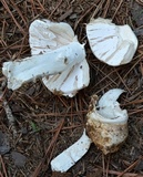 Amanita hygroscopica image