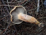 Chroogomphus vinicolor image